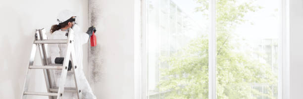 Reliable Carson City, MI Mold Removal Solutions